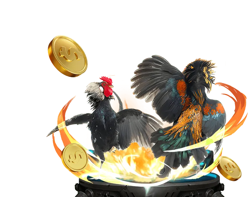 Người chơi đang phân tích các yếu tố để đặt cược đá gà thông minh trên nền tảng 11bet